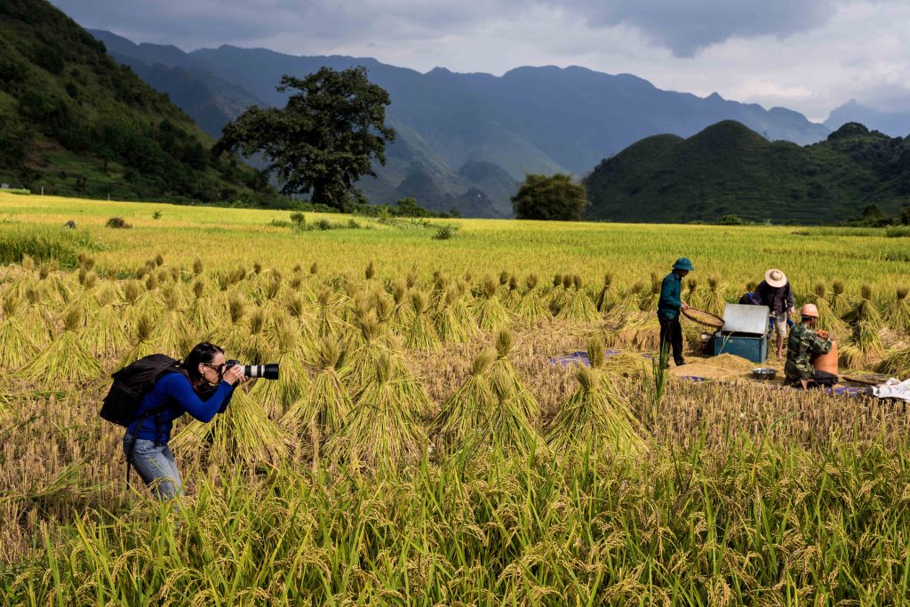 A female photographer shooting a scene from deep inside a golden rice paddy fields, with local farmers in the background.